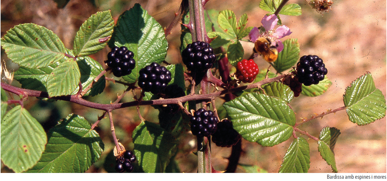 L’esbarzer (Rubus ulmifolius, etc.)