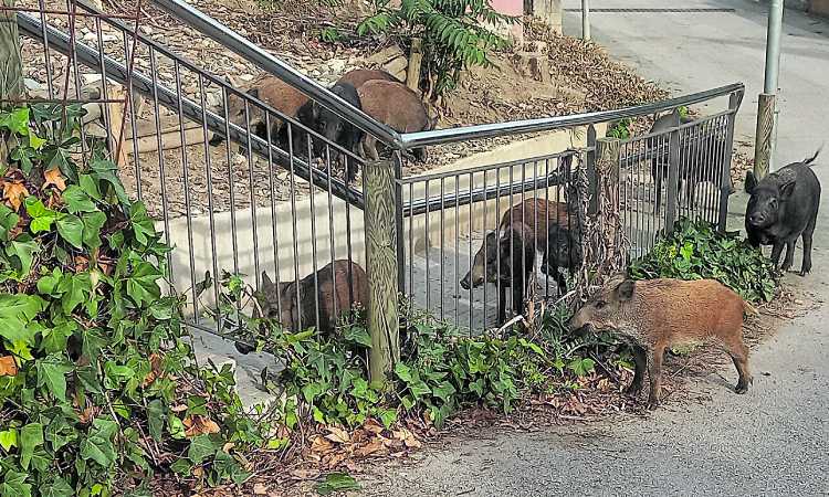 Peste Porcina Collserola Porcs Senglars