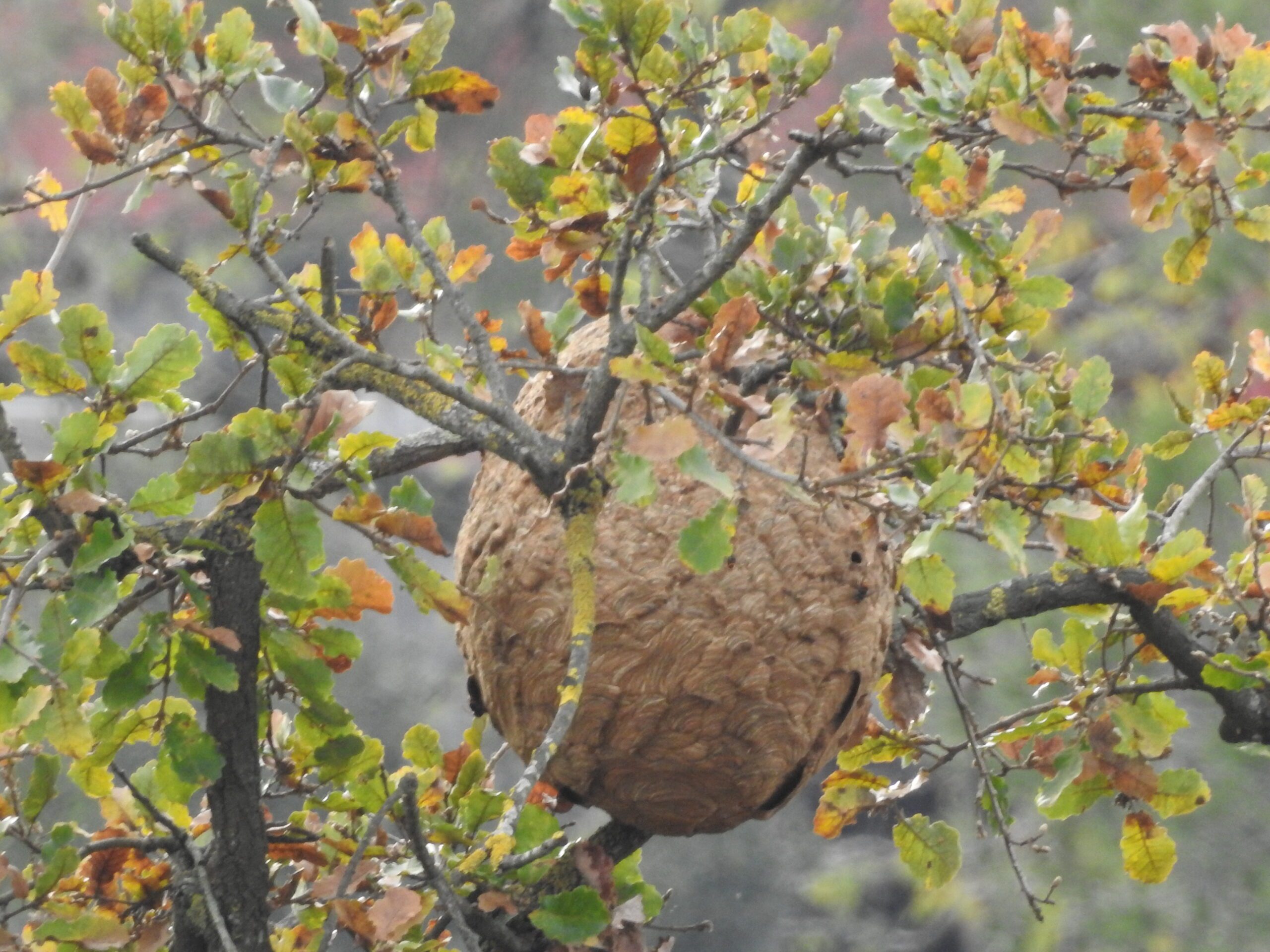 Es presenten els resultats de la primera campanya contra la vespa asiàtica als barris de muntanya