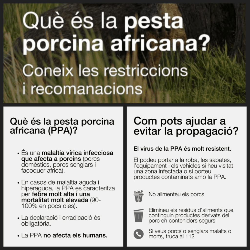 Recomanacions sobre la Pesta Porcina Africana