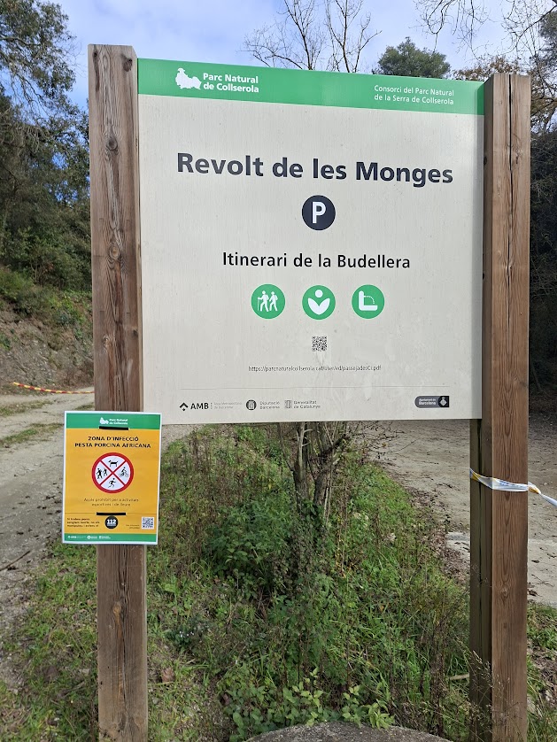 En quin punt ens trobem, amb la Pesta Porcina Africana, a Collserola?