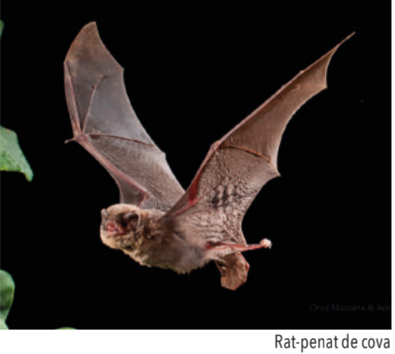 Tot sobre els rats-penats a Collserola