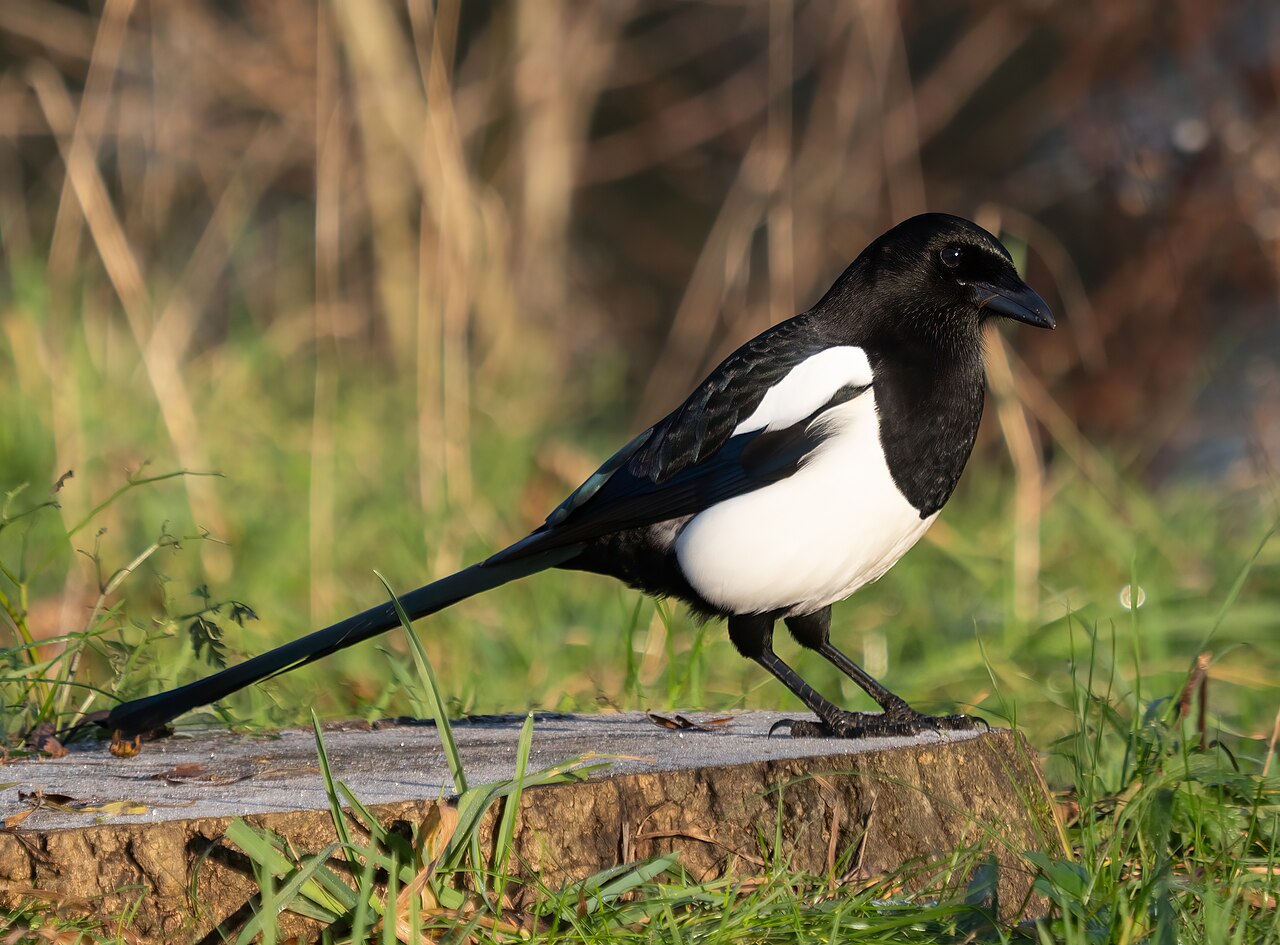 «Que no et donin garsa per perdiu!» La Garsa (Pica pica)