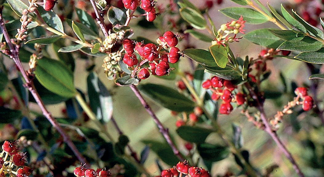 El Roldor (Coriaria myrtifolia L.), planta verinosa