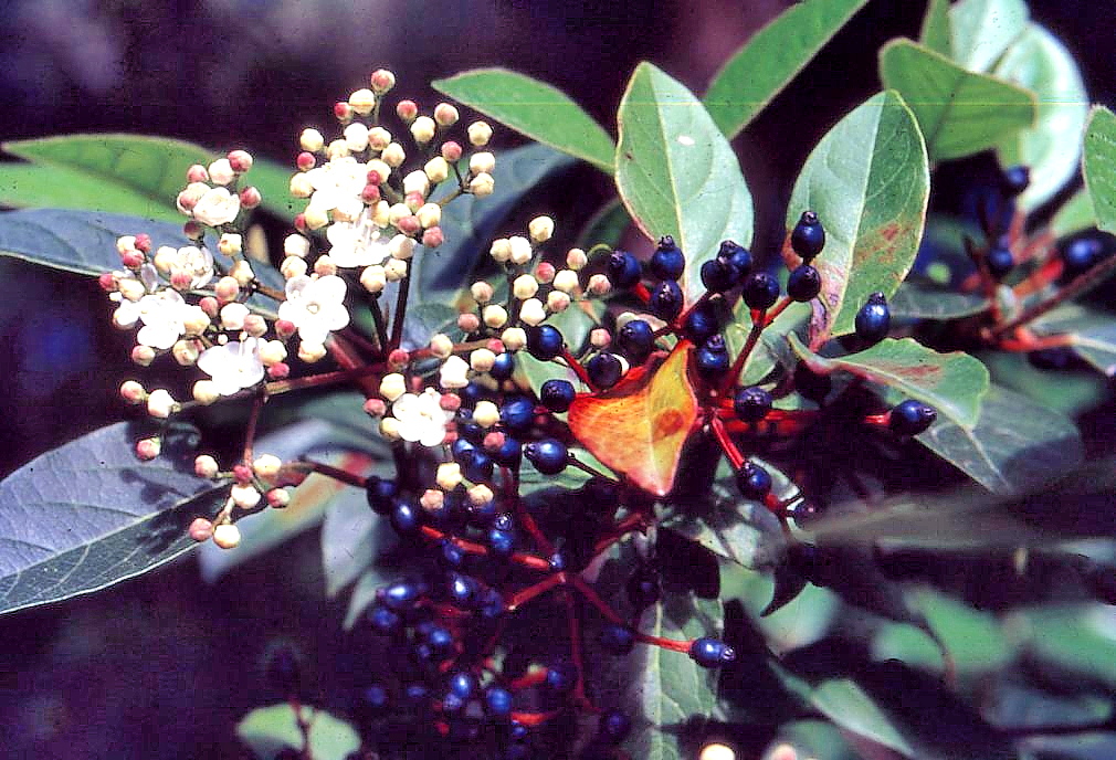 Tot sobre el Marfull (Viburnum tinus)