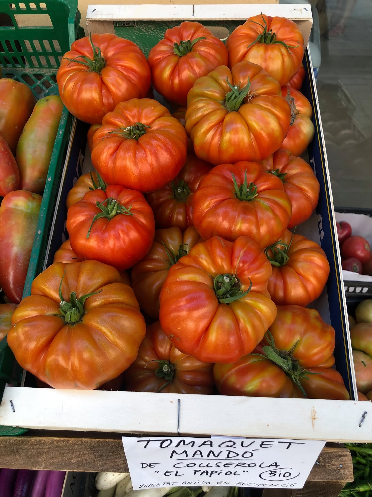 El tomàquet Mandó, conservat a Vallvidrera, amplia el cultiu i arriba a més mercats